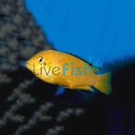 Labidochromis Electric Yellow