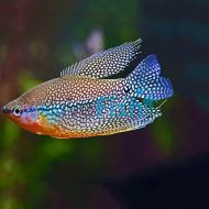 Lace Pearl Gourami