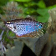 Lace Pearl Gourami 
