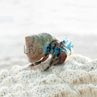 Land Hermit Crab - Coenobita Variabilis