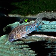 Corydoras Julii - Leopard Cory