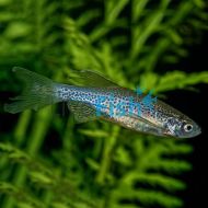 Leopard Danio