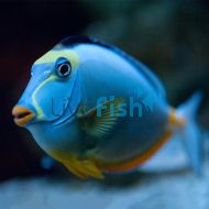 Tang Lipstick 