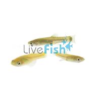 Live Feeder Fish - Guppy (Local) 2cm