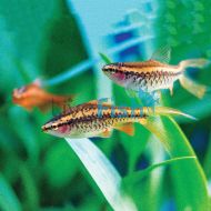 Cherry Barb Longfin