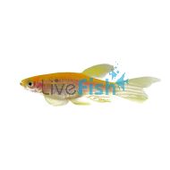 Longfin Gold Zebra Danio