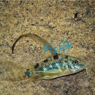 Longfin Peppered Corydoras
