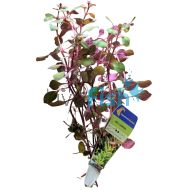 Ludwigia Red - Bunch