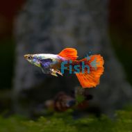 Elephant Ear Male Guppy 3.5cm