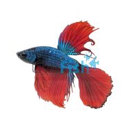 Male Betta HM Green Red Dragon 