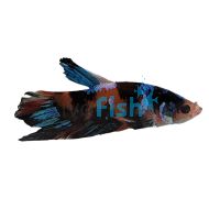 Male Betta Plakat Galaxy Koi 