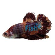 Male Doubletail Nemo Betta