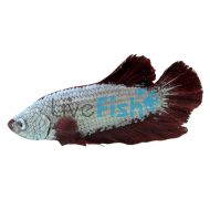 Male Betta Red Dragon Plakat Betta Compuncta