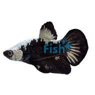 Male Betta Samurai Black 5cm