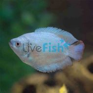 Male Coral Blue Dwarf Gourami 