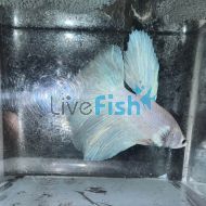 Male Halfmoon White Betta Fighter