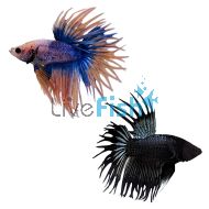 Male King Crowntail 5cm 