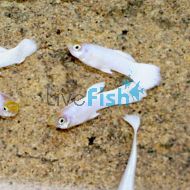 Male Platinum Guppy