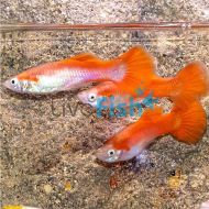 Male Flamingo Red Guppy
