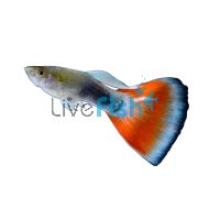 Male Red Tuxedo Neon Blue Guppy 