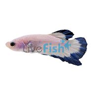 Male S Betta Plakat Blue Rim