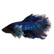 Male Shortfin Halfmoon Elephant Ear Betta 