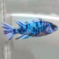 Marbled Peacock - Aulonocara Sp. OB form
