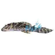 Mega Clown Pleco L340 4cm