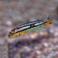 Melanochromis Auratus