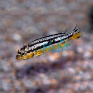 Melanochromis Auratus
