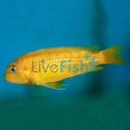 Melanochromis Johanni