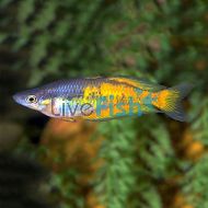 Orange Parkinsoni Rainbow