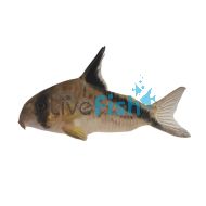 Corydoras melini	