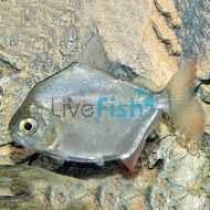 Silver Dollar Metynnis Spp.