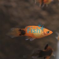 Mickey Mouse Gold Platy 