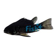 Midnight Black Ramirezi 3.5cm