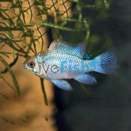 Electric Blue Ram