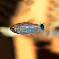 Red Eye Tetra - Lampeye 