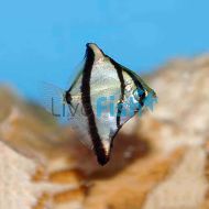 African Mono - Brackish 