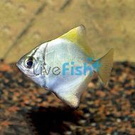 Mono Argent Brackish