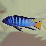 Pseudo. Elongatus Mphanga
