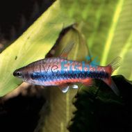 Golden Pencilfish Red Form