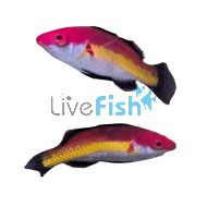 Naoko’s Fairy Wrasse