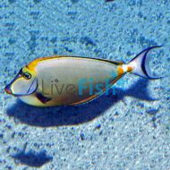 Elegant Tang MED