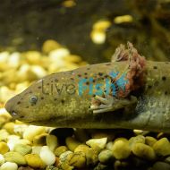 Olive Walking Fish (10-12cm)
