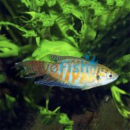 Paradise Fish - Macropodus opercularis	
