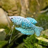 Opaline Gourami