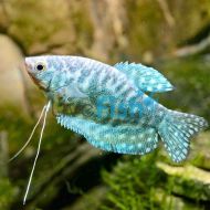 Opaline Gourami