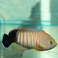 Orange-Lined Angelfish 