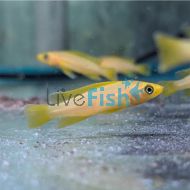 Orange Lemon Cichlid